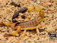 Image result for African Black Scorpion