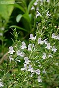 Image result for Winter Savory