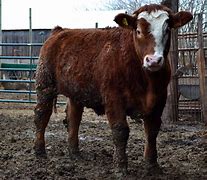 Image result for cattle Castrated Male