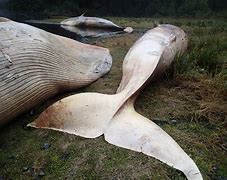 Image result for Whale Found Dead