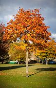 Image result for Colorful Trees