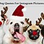 Image result for Funny Dog Pics and Quotes