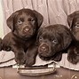 Image result for Chocolate Lab Dog