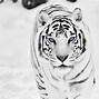 Image result for Cool White Siberian Tiger Wallpaper