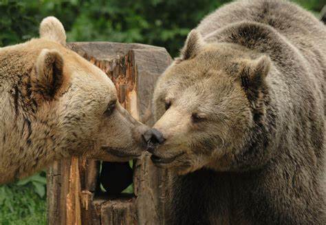 Interesting Facts about Bears Most People Don't Know