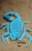 Image result for All Scorpion Species