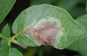 Image result for Late blight disease 