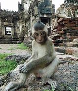 Image result for Thailand Monkeys Gangs