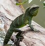Image result for Chinese Water Dragon Pregnant