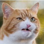Image result for Sarcastic Cat