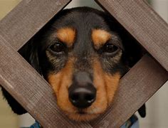 Image result for Dog Clothing 3D Free