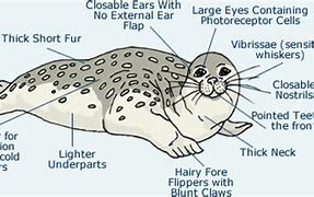 Image result for Caspian Seal Adaptations