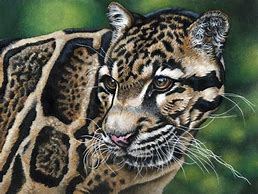 Image result for Clouded Leopard Print