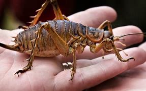 Image result for Biggest Bug in the World