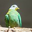 Image result for Pigeon Hoodie