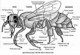 Image result for Bee Anatomy