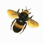 Image result for Cartoon Bee