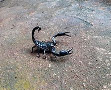 Image result for Giant Black Scorpion