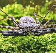 Image result for Whip Tail Scorpion