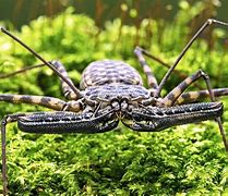Image result for Whip Scorpion