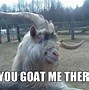 Image result for Crazy Goat Meme