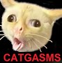 Image result for Blunt Cat Meme