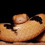 Image result for Australian Tiger Snake
