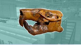 Image result for Ancient beaver named after Buc-ee's