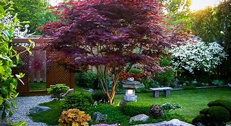 Image result for Bloodgood Japanese Maple, 5-6 Ft- Brilliant Scarlet Red Unique To This Bloodgood