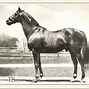 Image result for Man O'War Attachments