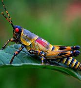 Image result for Unusual Insects