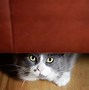 Image result for Cool Calm and Collected Cat
