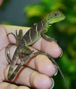Image result for Baby Chinese Water Dragon