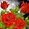 Image result for Wallpaper HD Nature Flower Rose