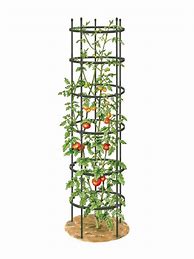 Image result for Titan Tall Tomato Cages, Set Of 3