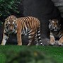 Image result for Wild Tiger Homes