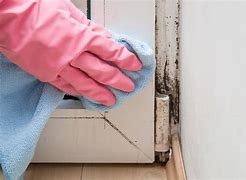 Image result for Attic Mold Removal DIY