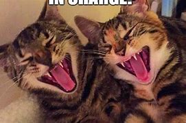 Image result for Laughing Cat Meme