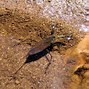 Image result for Water Scorpion Flying