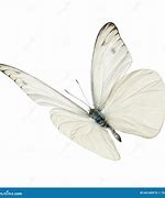 Image result for Butterfly 
