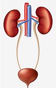 Image result for Urine ClipArt