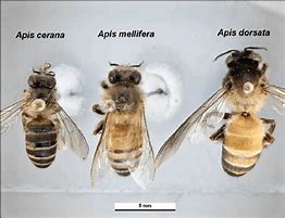 Image result for Types of Honey Bees