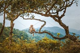 Image result for Monkey On Tree