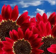 Image result for Free Screensavers Fall Flowers