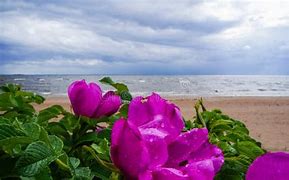 Image result for Baltic Sea Beach