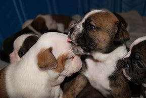Image result for Puppy Kisses
