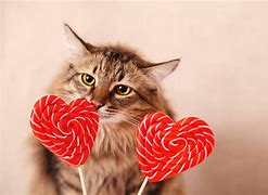 Image result for Valentine's Day LOL Cat