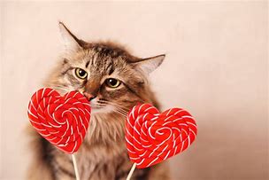 Image result for Cat Valentine's Day Puns