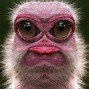 Image result for Funny Crazy Looking Animal