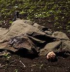 Image result for Ukraine War Crime Photos